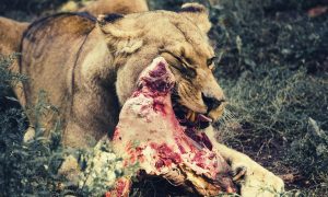 lion diet